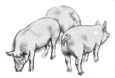 Pencil Sketch Drawing Of Animals  lupongovph